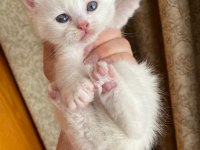 EĞİTİMLİ CİNS YAVRU KEDİLERİMİZ
