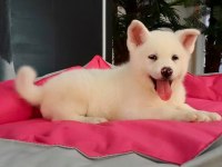 En Özel Akita Yavruları