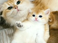 British Shorthair Bebeklerim