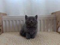 British Shorthair Yavru