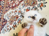 British Shorthair Yavrumuza yuva arıyoruz