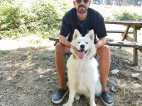 Samoyed dişi 1,5 yaşında