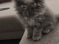 Yün Yumağı Çok Tatlı Chinchilla Yavrularım