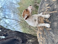 Safkan Kısa Bacak Jack Russell