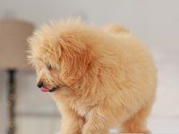 DİŞİ MALTİPOO YAVRUMUZ YENİ YUVASINI ARIYOR