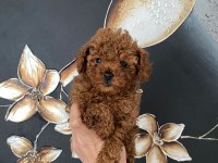 Kıvır Kıvır Orjinal Poodle Minişlerim