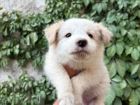 Teslime hazır border collie yavrular