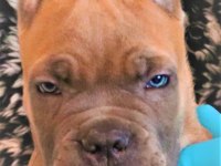 FCI-KIF ŞECERELİ SAFKAN CANE CORSO YAVRULAR (FORMENTİNO)