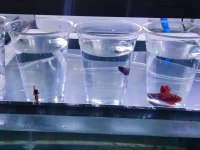 Rengarenk Betta Balıkları