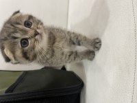 Golden tabby scottish fold