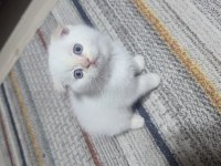 Güzel gözlü scottish fold kedimiz