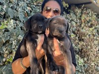 Muhteşem irilikte güçlü cane corso yavrular