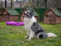 Fcı Kıf Şecereli Mikro çipli 6 aylık aşılı border collie