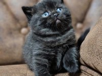 Güzeller güzeli british shorthair yavrularım