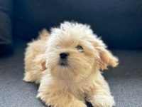 Cindy 2 aylık maltipoo