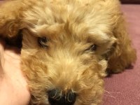 Çiş eğitimli toy poodle