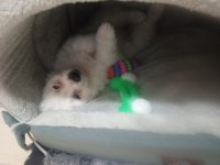 Çok sevimli maltipoo