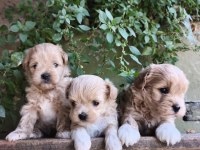 Maltipoo Yavru Köpekler