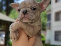 French bulldog