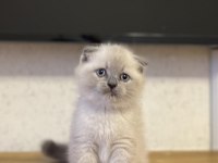 SCOTTISH FOLD BLUE POİNT YAVRULARIM