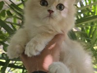 British Longhair Lilac Golden Erkek