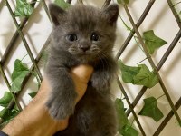 Çok Sevimli ve Oyuncu British Shorthair Yavrularım