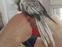 Yeme Düşmüş 4 Haftalık Sultan Papağanları