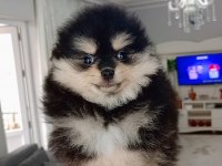 Pomeranian boo black tan köpeğimiz