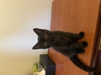 KEDİMİZE ACİL YUVA ARANIYOR