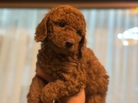 Exotic Pet Club - Safkan Toy Poodle
