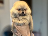 POMERANİAN BOO YAVRULAR