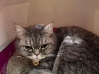 British Shorthair Erkek