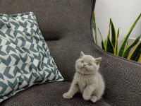 Koca Kafalı British Shorthair Yavruları