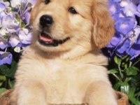 A KALİTE DİŞİ ERKEK GOLDEN RETRİEVER YAVRULARIMIZ
