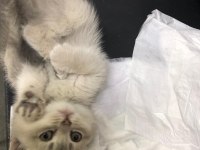 Acil british shorthair yavrumuza yuva aranıyor