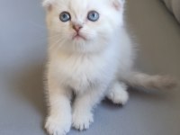 Güzel scottish fold kızımız yeni ailesini bekliyor