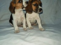 Sevimli ve Oyuncu Beagle Yavrularımız.