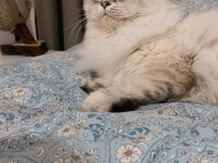 Kısırlaştırma şartı ile kedimiz