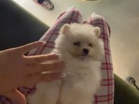 Pomeranian 3,5 aylık yavru köpeğimiz