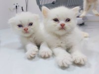 Saf ırk kedilerini yeni ailesini arıyor scottish fold