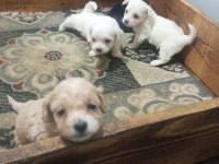 Maltipoo Yavrularımız