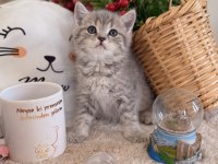 Blue Gold British Shorthair