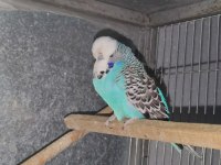 Show Jumbo Erkek Muhabbet Kuşu
