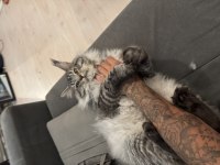 Saf kaan full scr ki beyaz aslan xxxl mco yavruları