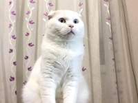 Yetişkin aktif erkek scottish fold