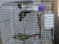 Greenchek konur papağanı
