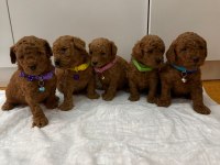 TOY POODLE YAVRULARIMIZ HAZIRDIR