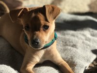 Ücretsiz sahiplendirme pinscher