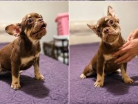 Rojo and tan fluffy french bulldog yavrular