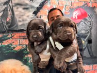 Çikolata ve siyah labrador retriever yavrularımız